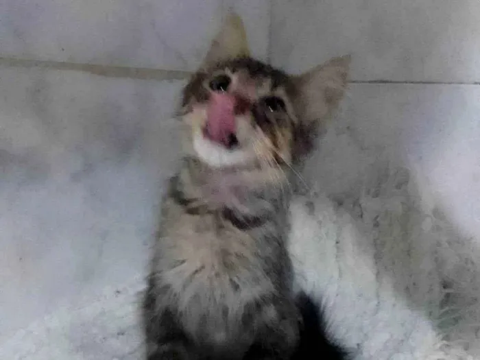Gato ra a Srd idade Abaixo de 2 meses nome ........