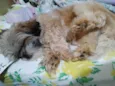 Frederico