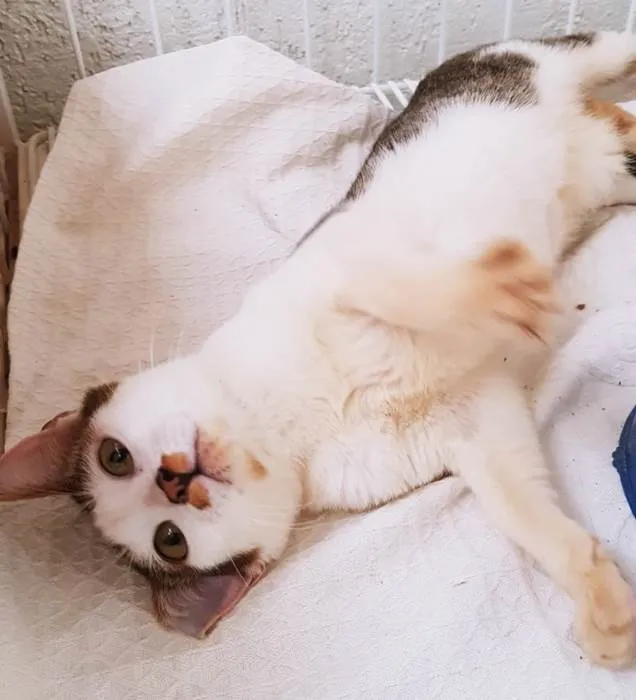 Gato ra a SRD-ViraLata idade 2 a 6 meses nome ZÉ MANCHINHA