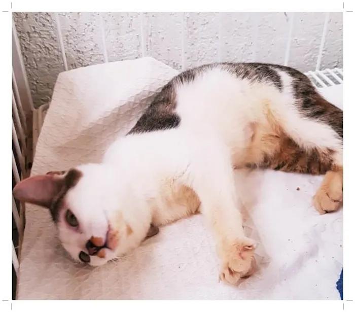 Gato ra a SRD-ViraLata idade 2 a 6 meses nome ZÉ MANCHINHA