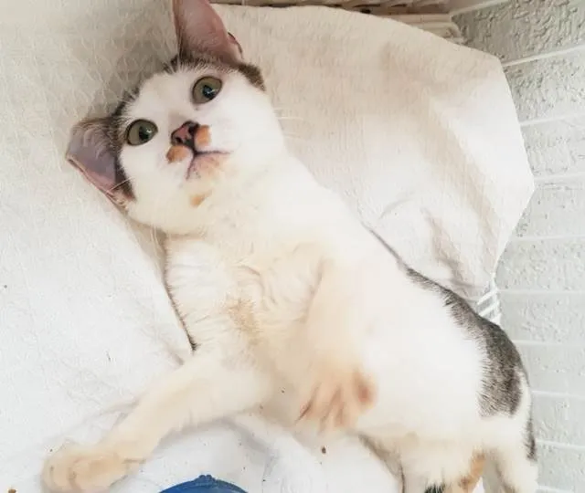 Gato ra a SRD-ViraLata idade 2 a 6 meses nome ZÉ MANCHINHA