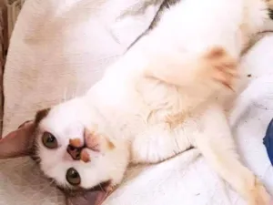 Gato raça SRD-ViraLata idade 2 a 6 meses nome ZÉ MANCHINHA