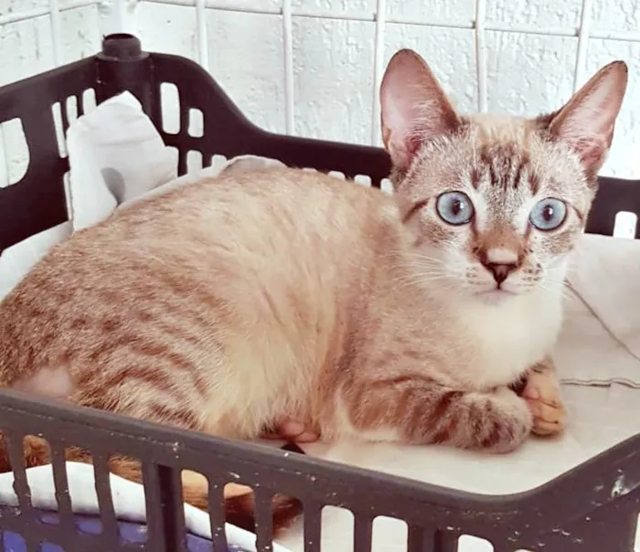 Gato ra a SRD-ViraLata idade 2 a 6 meses nome FABRÍCIO MIX