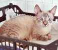 FABRÍCIO MIX