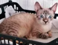 FABRÍCIO MIX