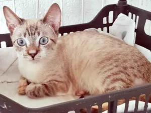 Gato raça SRD-ViraLata idade 2 a 6 meses nome FABRÍCIO MIX