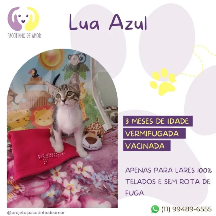 Gato ra a SRD-ViraLata idade 2 a 6 meses nome Lua azul