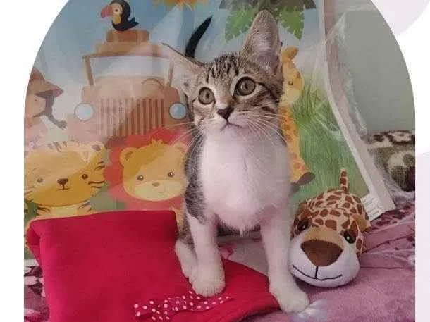 Gato ra a SRD-ViraLata idade 2 a 6 meses nome Lua azul