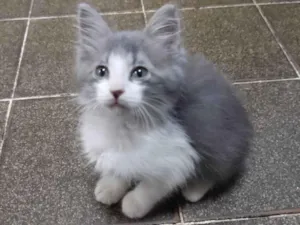 Gato raça  idade 2 a 6 meses nome Bob