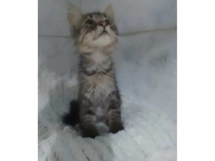 Gato ra a Srd idade Abaixo de 2 meses nome ........