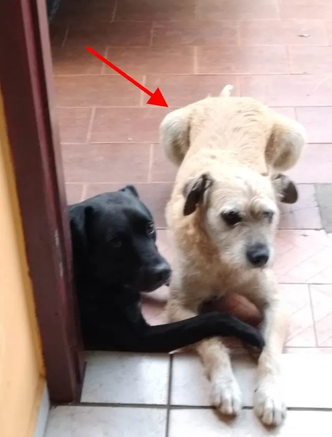 Cachorro ra a SRD idade 6 ou mais anos nome Bira