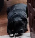 Fumaça