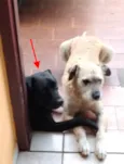 Fumaça