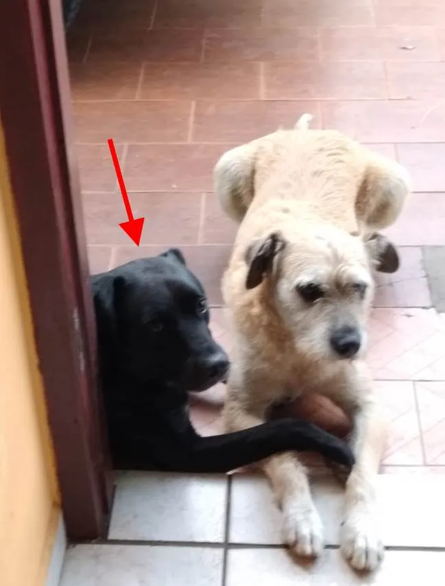 Cachorro ra a SRD idade 6 ou mais anos nome Fumaça