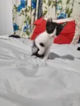 Doação de gatinhos/ RJ / Seropédica 