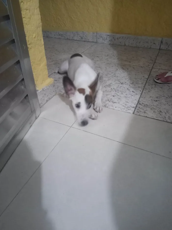 Cachorro ra a ViraLata idade 7 a 11 meses nome Ayla