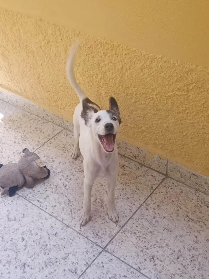 Cachorro ra a ViraLata idade 7 a 11 meses nome Ayla