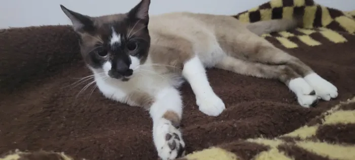 Gato ra a Siamês idade 7 a 11 meses nome Tom