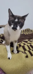 Tom