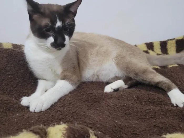 Gato ra a Siamês idade 7 a 11 meses nome Tom