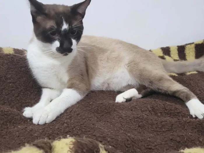 Gato ra a Siamês idade 7 a 11 meses nome Tom