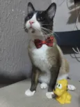 Tácio