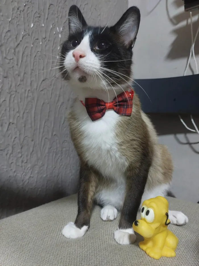 Gato ra a SRD-ViraLata idade 1 ano nome Tácio