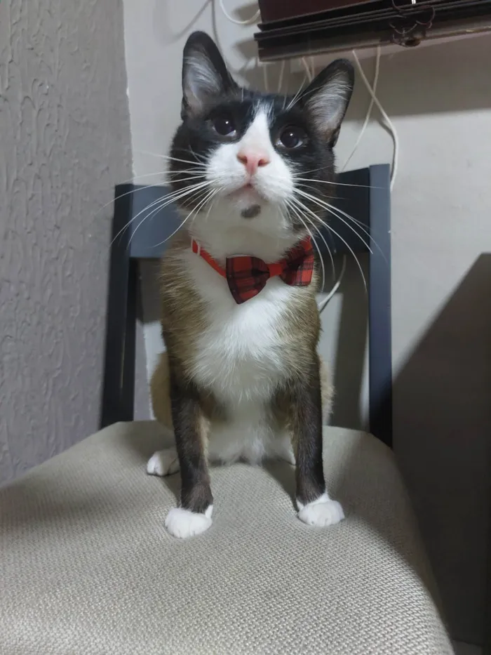 Gato ra a SRD-ViraLata idade 1 ano nome Tácio