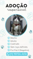 Tácio