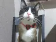 Tácio