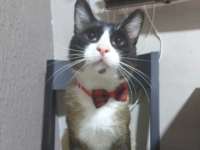 Gato ra a SRD-ViraLata idade 1 ano nome Tácio