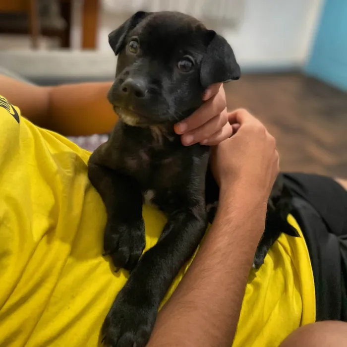 Cachorro ra a SRD-ViraLata idade 2 a 6 meses nome Bruce 