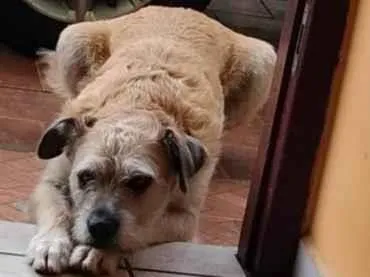 Cachorro ra a SRD idade 6 ou mais anos nome Bira