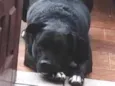 Fumaça
