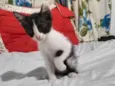 Doação de gatinhos/ RJ / Seropédica 