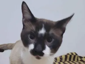 Gato raça Siamês idade 7 a 11 meses nome Tom