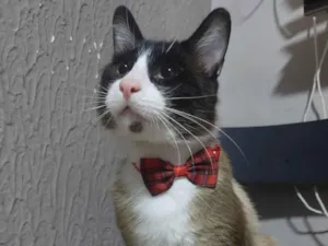 Gato raça SRD-ViraLata idade 1 ano nome Tácio
