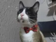 Tácio