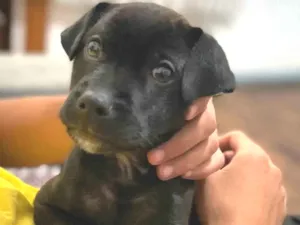 Cachorro raça SRD-ViraLata idade 2 a 6 meses nome Bruce 