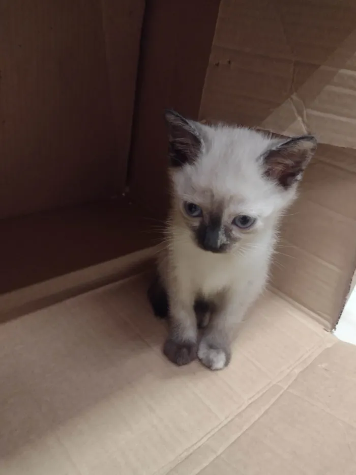 Gato ra a Sem raça definida  idade 2 a 6 meses nome Linda