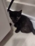 Docinho
