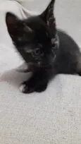 Docinho