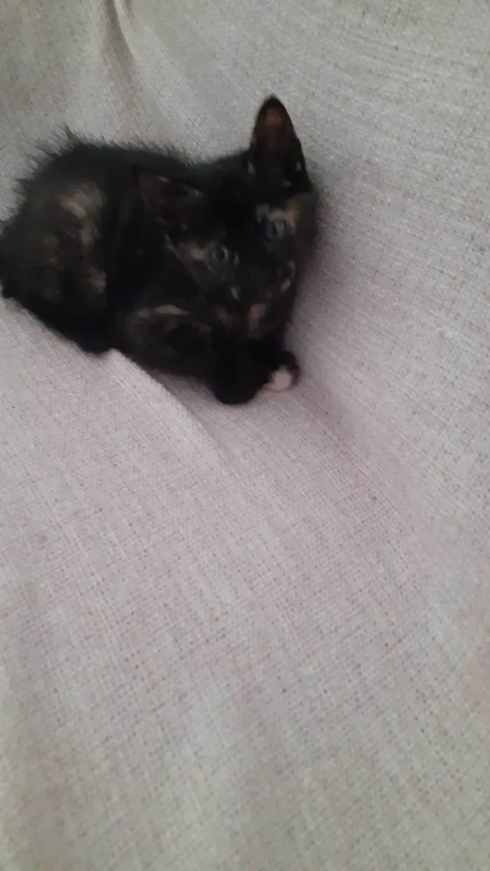 Gato ra a Sem raça definida  idade 2 a 6 meses nome Docinho 