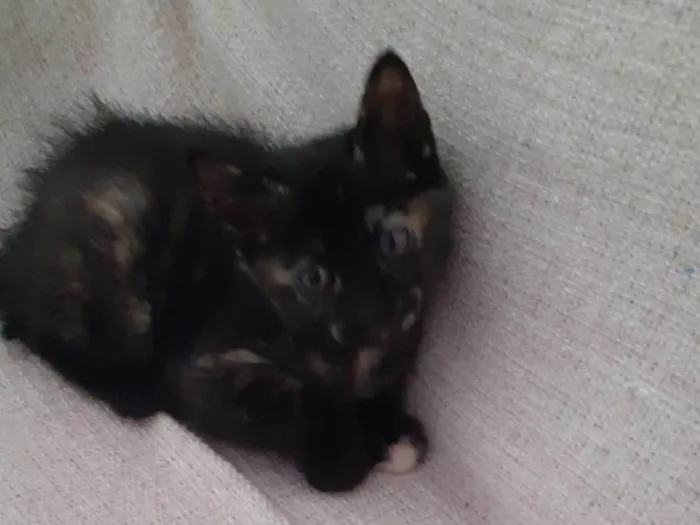 Gato ra a Sem raça definida  idade 2 a 6 meses nome Docinho 
