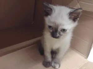 Gato raça Sem raça definida  idade 2 a 6 meses nome Linda