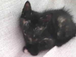 Gato raça Sem raça definida  idade 2 a 6 meses nome Docinho 
