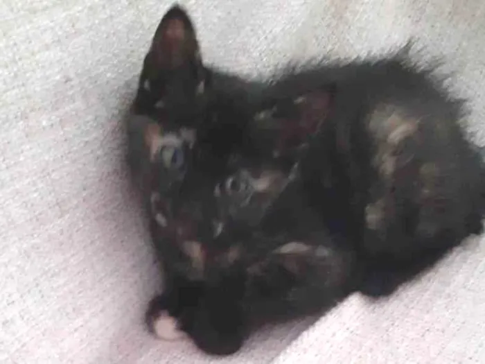 Gato ra a Sem raça definida  idade 2 a 6 meses nome Docinho 