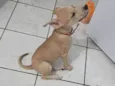 Lito