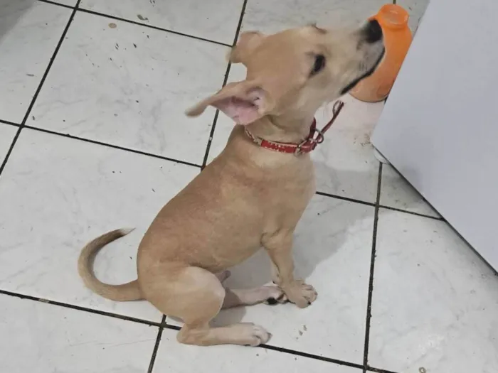 Cachorro ra a SRD idade 2 a 6 meses nome Lito