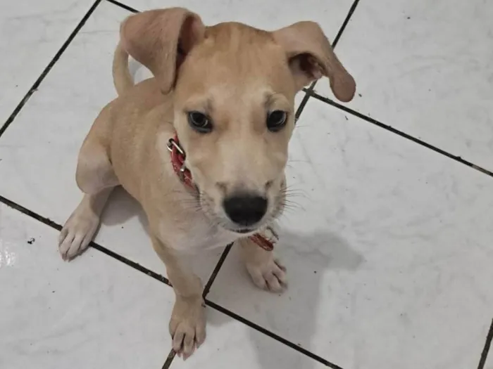 Cachorro ra a SRD idade 2 a 6 meses nome Lito